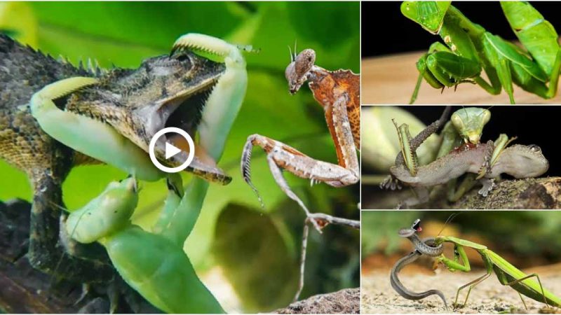 Many people are shocked to learn the reality about kung fu experts who hunt mantises