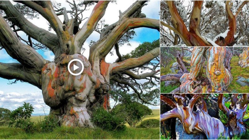 Discover the Majestic beauty of the Ancient Snowy Eucalyptus Tree: A Captivating Portrait