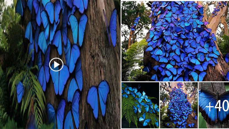 Pictures of blue butterflies the size of a hand, dubbed “charming creatures”