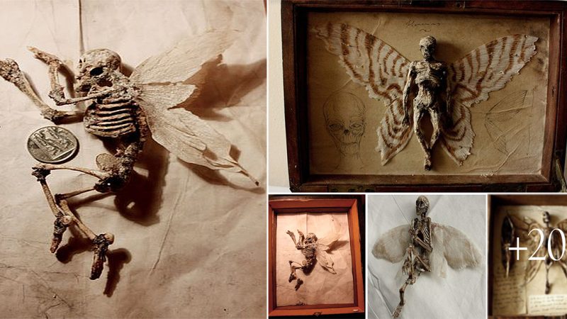 Archaeologists are perplexed by the discovery of tiny winged “human skeletons” in the basement of an old London home.