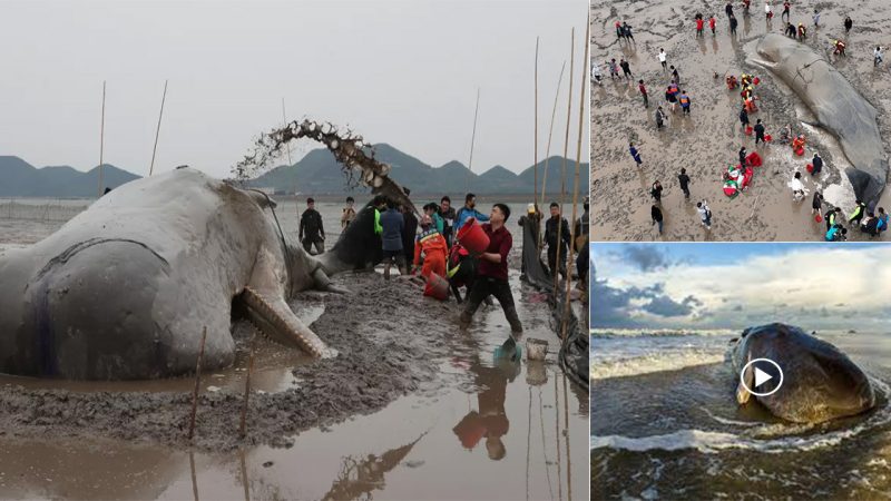 After 26-hour rescue mission a giant sperm whale survives to swim another day.