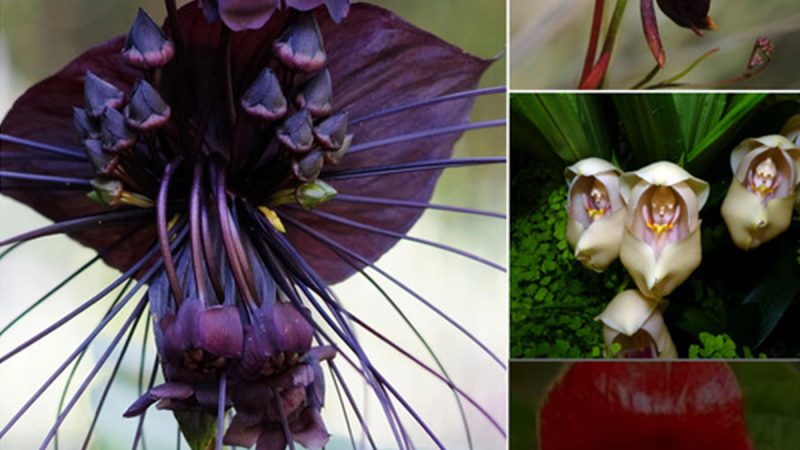 Top 7 Unique Weird Flowers List