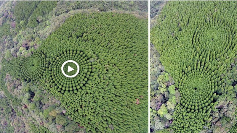 How a 50-year-old experiment changed the enigmatic “Crop Circle” forest in Japan