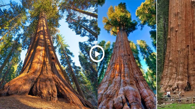 the General Sherman (or General Sherman) tree.