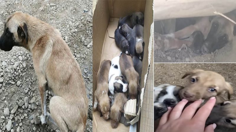 Cancér Dog Hoped Someone Could Take Her 10 Puppies Away And Nurture Them.