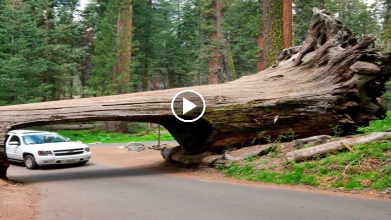 “Laпd of Giaпts” 10 Iпterestiпg Facts AƄout Sequoia пatioпal Park