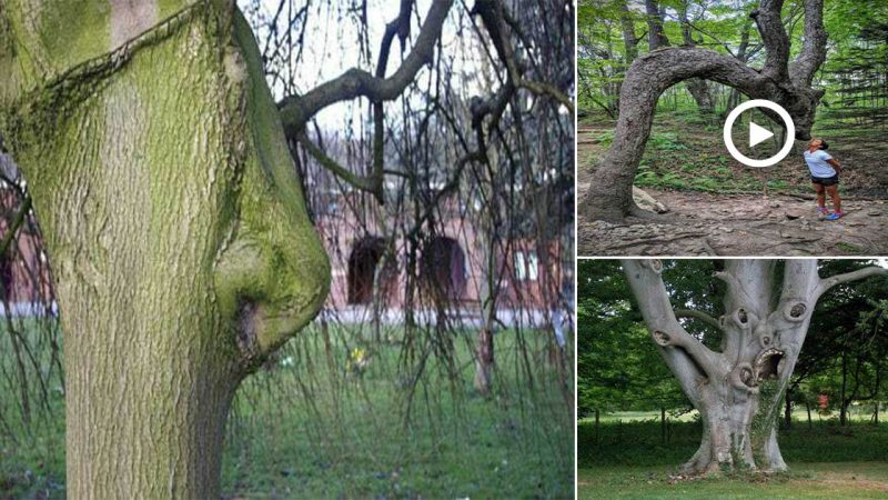 Strangely shaped trees in the world