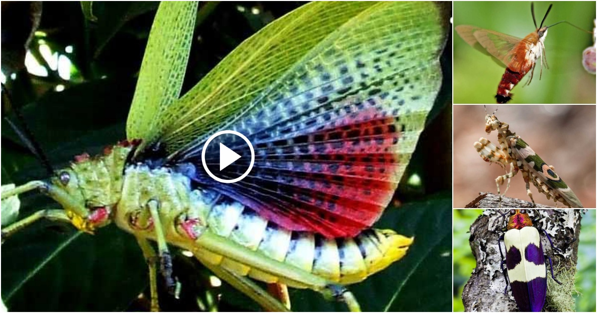 amazing ! Discover the beauty of the world’s rarest insects