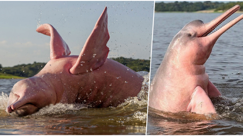 The Pink River Dolphin of the Amazon is a Real Legendary Creature