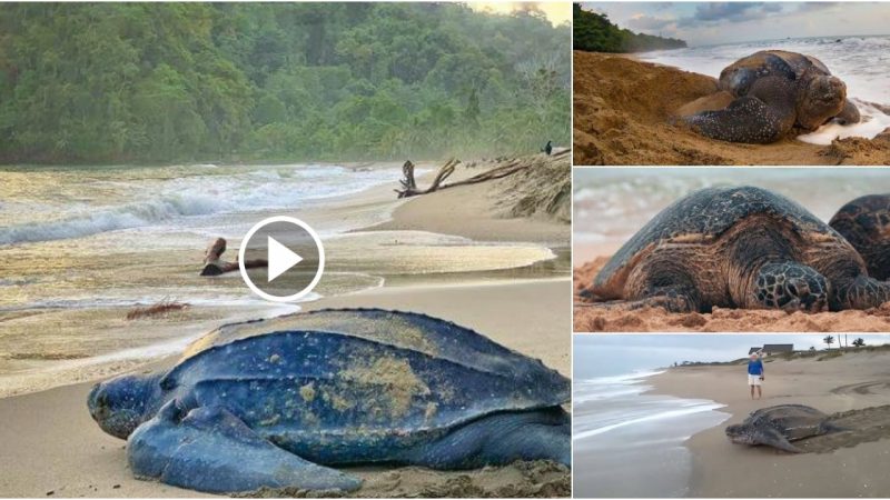 A sea turtle surprisingly large and heavy for its limbs has been seen on the beach