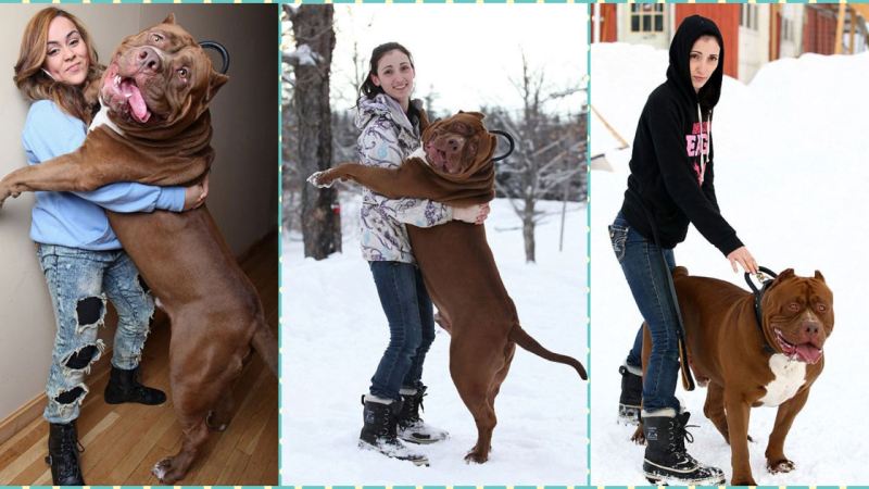 Here’s Hulk, the biggest Pit Bull in the world, and he’s still getting bigger. (Video)