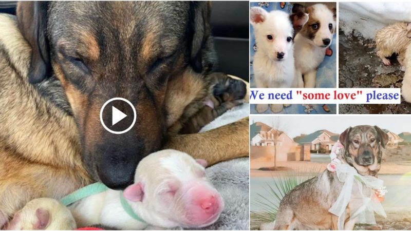 These two dogs were abandoned and they warmed each other in the cold winter