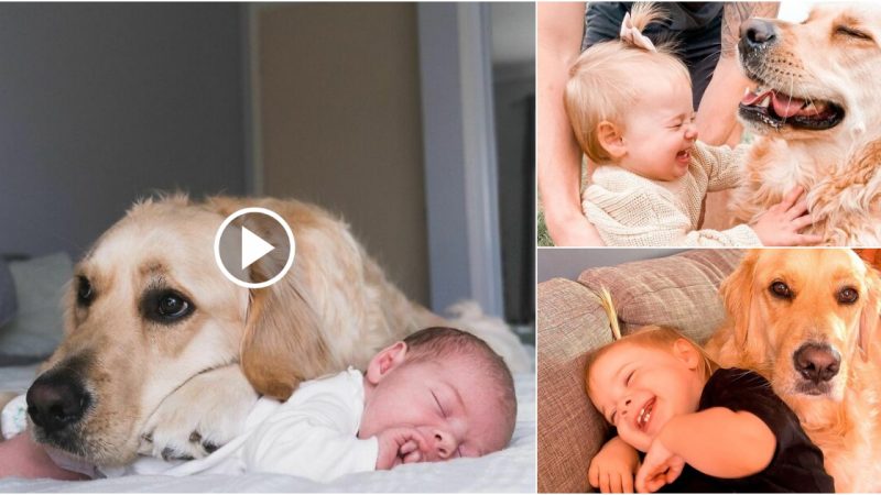 The dog became the best friend of the newly born baby boy