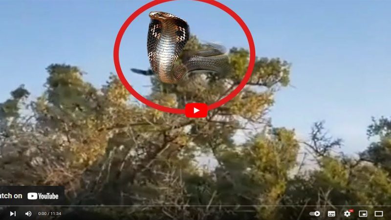 Netizens were shocked when they discovered a giant snake flying on a tree (Video)