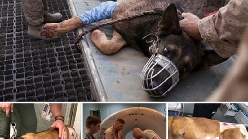 Touching the brave police dog to take bullets for his owner when catching criminals in the US