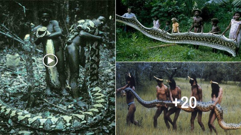 Terrifying Encounter: A Massive Serpent Strikes the Agta Tribe and the unexpected ending