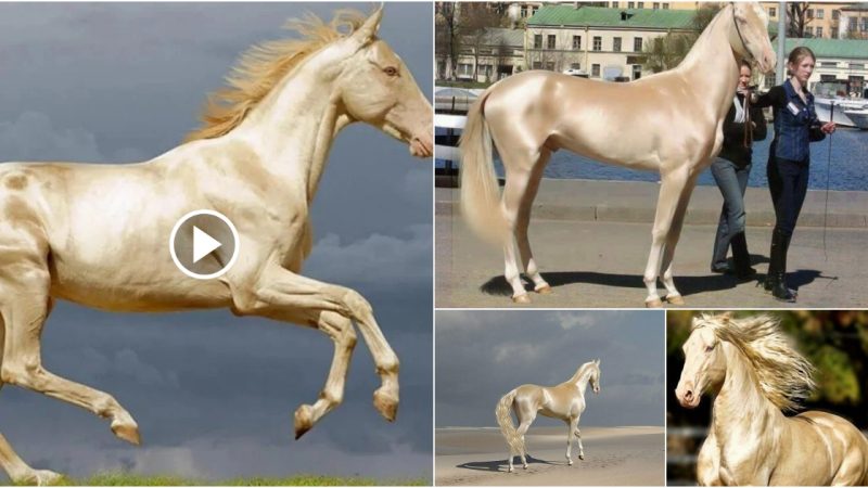 This Glittering Golden Horse Called Akhal-Teke is Possibly the Most Beautiful Equine Breed in the World.