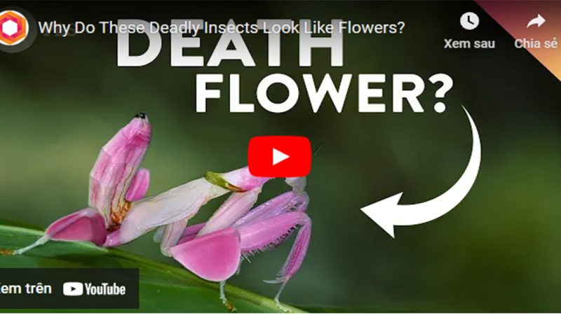 Orchid Mantis: a lovely insect that looks like a flower.(With video)