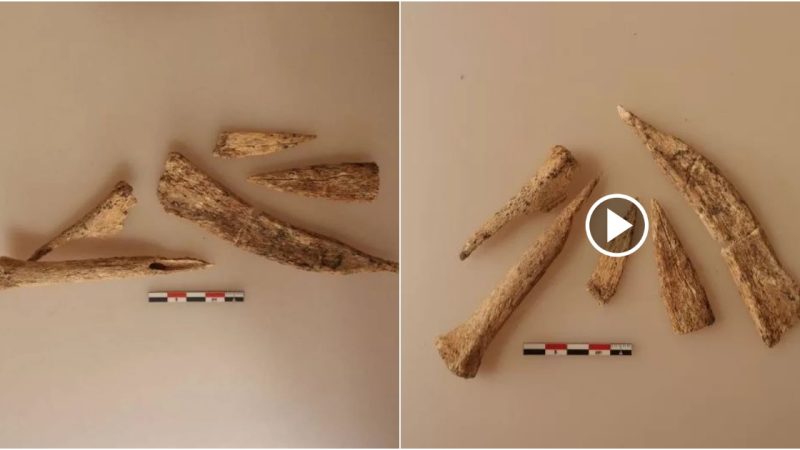 “7,000-Year-Old Sudanese Cemetery Reveals Bone Tool for Collecting Cow Blood”