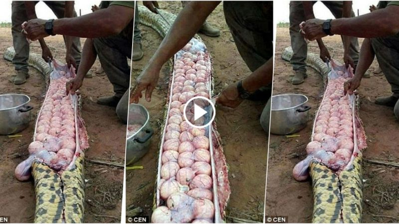 The villagers killed the big-bellied snake because they thought it had eaten cattle… Only to find out that it contained dozens of eggs.