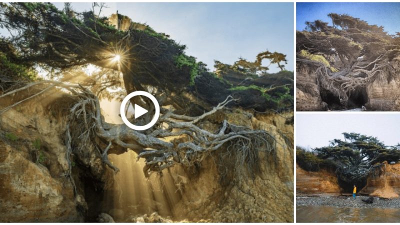 How Stunning it is to Witness the Tree of Life at Kalaloch Beach