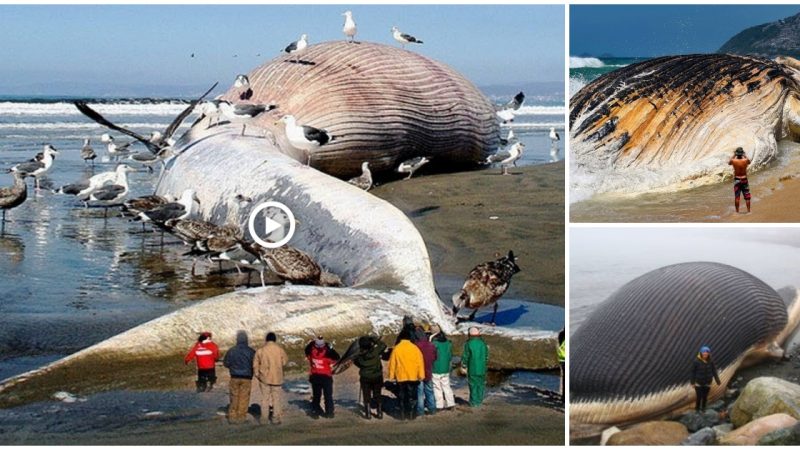 The world’s greatest sea monster is strangely stranded off the coast of the United States