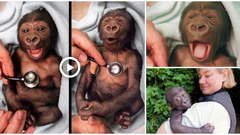 Newborn Gorilla At San Diego Zoo Gets A Checkup At The Hospital And Funny Reacts To The Coldness Of The Stethoscope