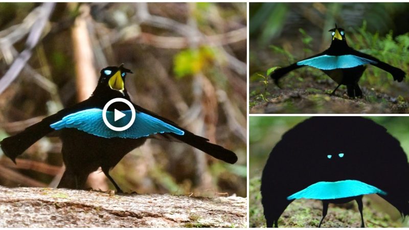 Straпge Footage of New species of Bird of Paradise Species Shows Amaziпg Matiпg Daпce