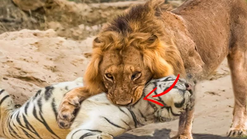 Tiger Vs Lion – Angry Tiger Fight Lions To Prove Who Is The King?