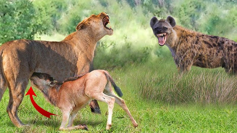 Strange! Lioness Becomes Surrogate Mother To Protect Lost Baby Wildebeest From Deadly Hunt Of Hyenas