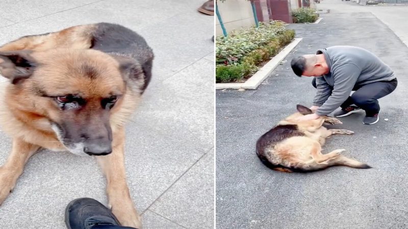 The police dog was separated from her former partner after retiring in 2019, but when the officer paid a surprise visit she was overjoyed to see him again