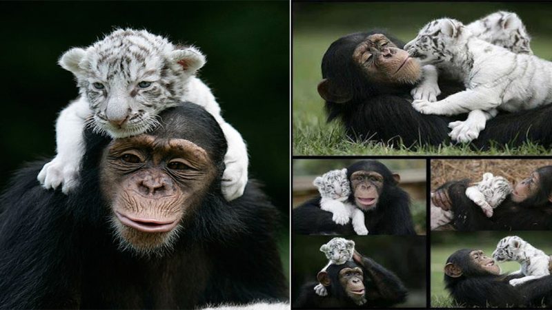 Chimpanzee becomes surrogate mother to baby white tiger