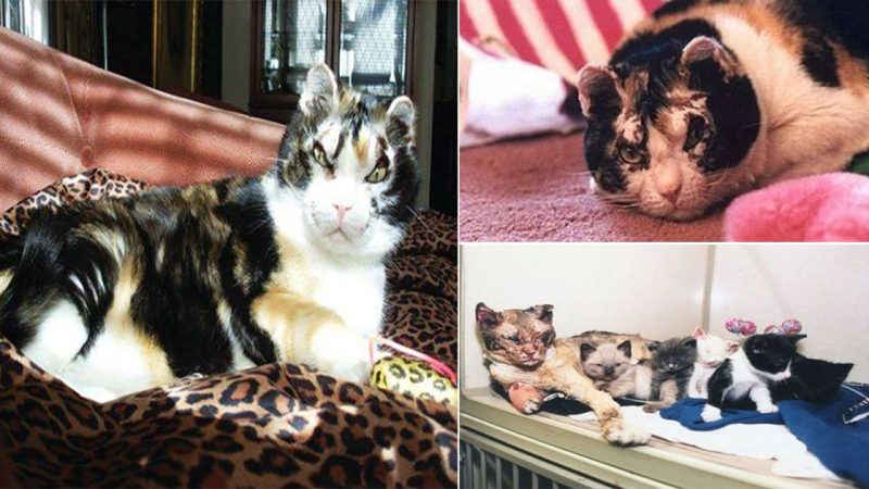 Cat, who ran into burning building five times to save her babies, is honored