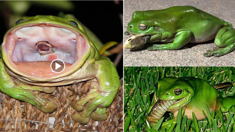 Snake Eaten by Frog Appears to Be Letting Out Last Scream