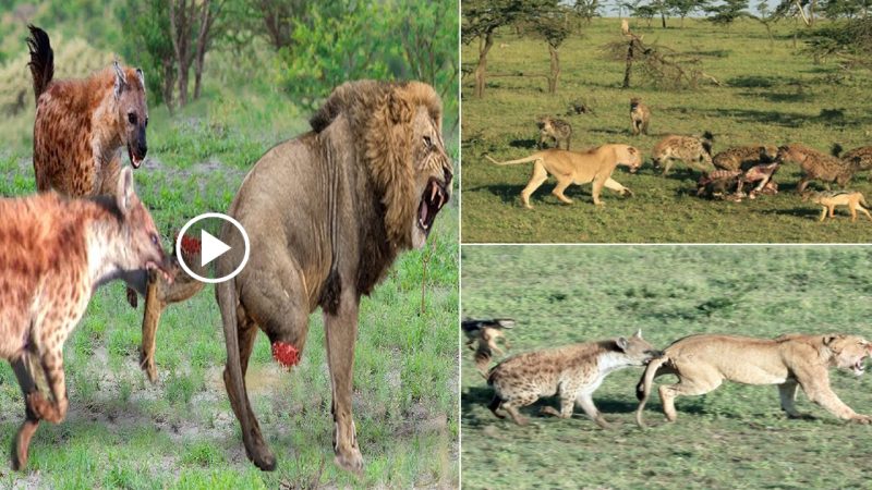 Pitiful! After a Tense Fight Over Food, a Hyena Bite Off A Piece Of The Lion’s Leg.