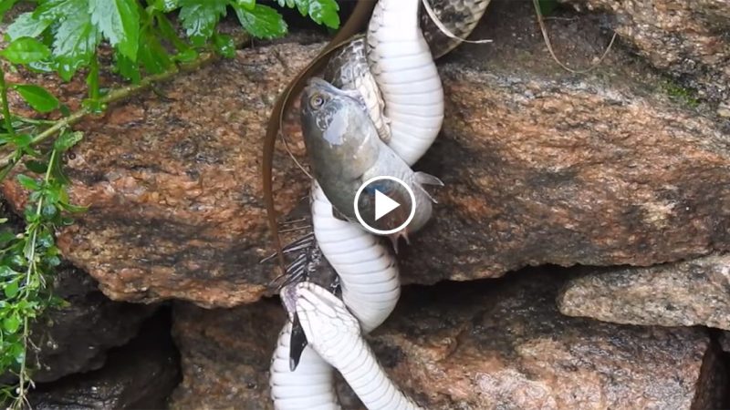 Snake Vs Catfish tug Of War Over a Live Fish-Video Inside