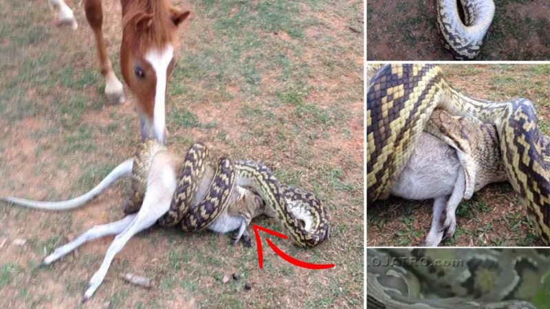 Netizens were shocked with the scene of a giant python devouring prey many times larger than its body, the next development shocked the witness.