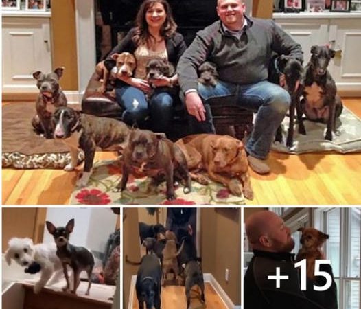 Couple Rescued All the Unwanted Senior Dogs from The Animal Shelters