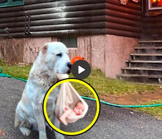 Dog Carrying Baby Out Of Burning House And Calling For Help Surprised Many People With Brave Dog