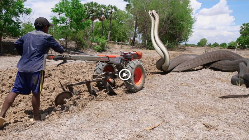 “Brave farmer caught a giant snake while plowing the field” and it was very aggressive