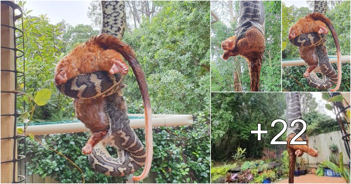 On its descent from the ceiling, a giant python swallows a small animal ...
