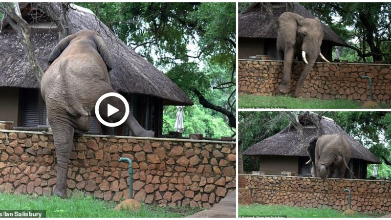 Elephant Steals Mangoes: Impressive Climb Over 5-Foot Wall Caught on Video