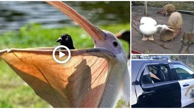 Pelican, natural enemy of the living things