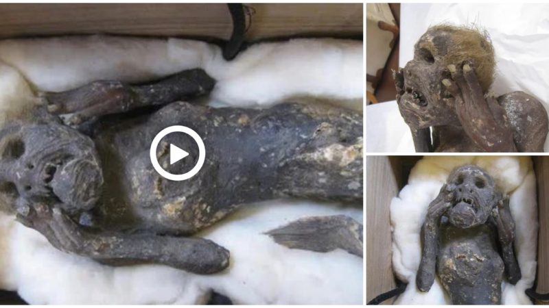 The secret of the “mermaid” mummy that has been worshiped for 300 years in Japan is finally deciphered: The extremely shocking truth