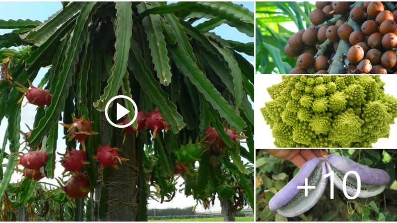 Exploring the Most Unusual and Exotic Tropical Fruits and Vegetables in the World