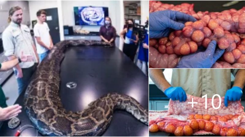 Python sets new weight record at 215 pounds, with 122 eggs