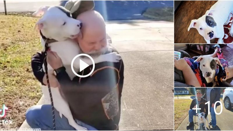 After this Shelter dog meets his new Family he run and Hugs her directly