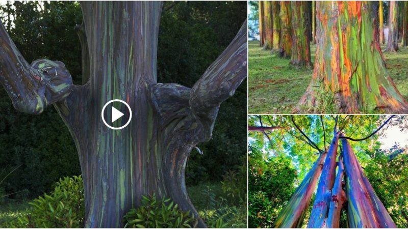 Rainbow Eucalyptus: The World’s Most Beautiful Tree