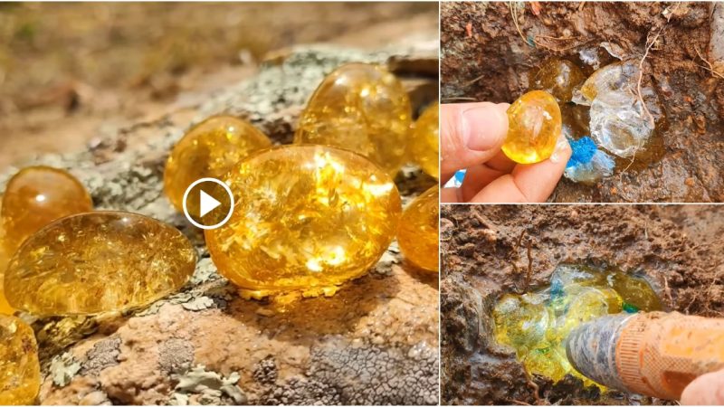 Massive golden egg A clutch of golden eggs has been discovered in a crevice in the granite. Sapphires paired with diamonds.