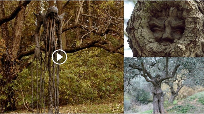 “The Haunting Gaze of the People-Shaped Branches”